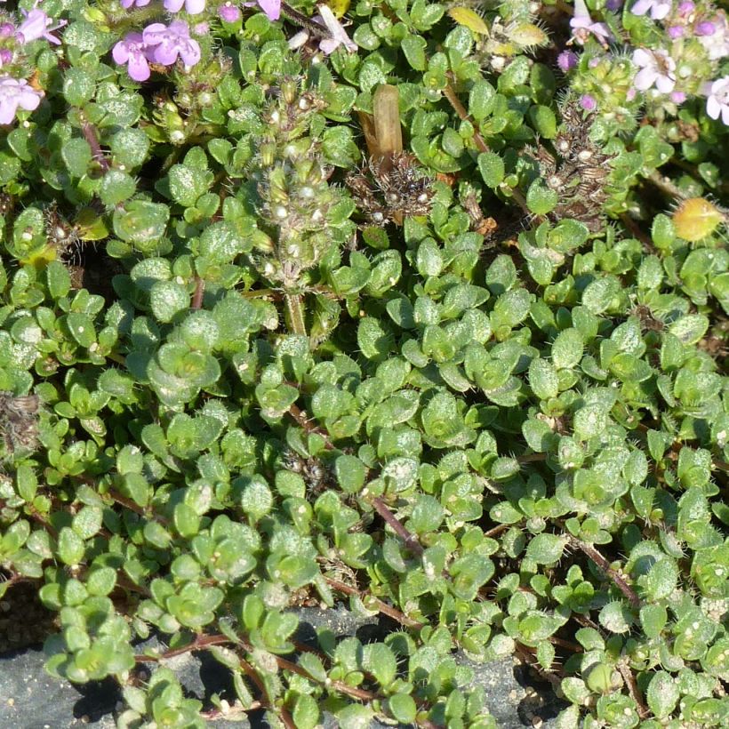 Thymus hirsutus - Thym hirsute (Foliage)