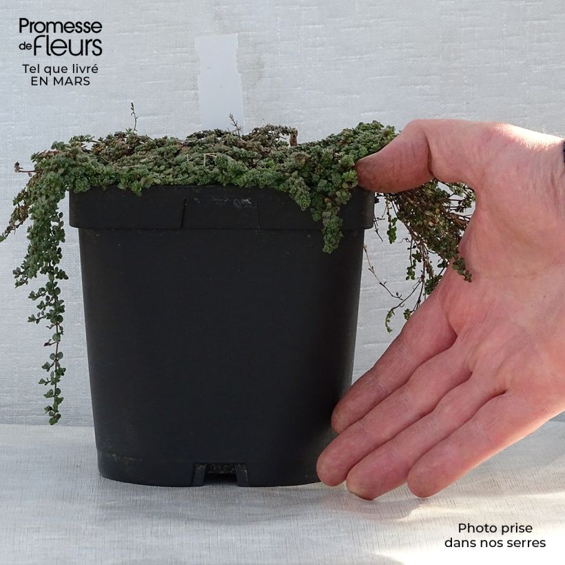 Example of Thymus hirsutus - Thym hirsute Pot de 2L/3L as you get in printemps