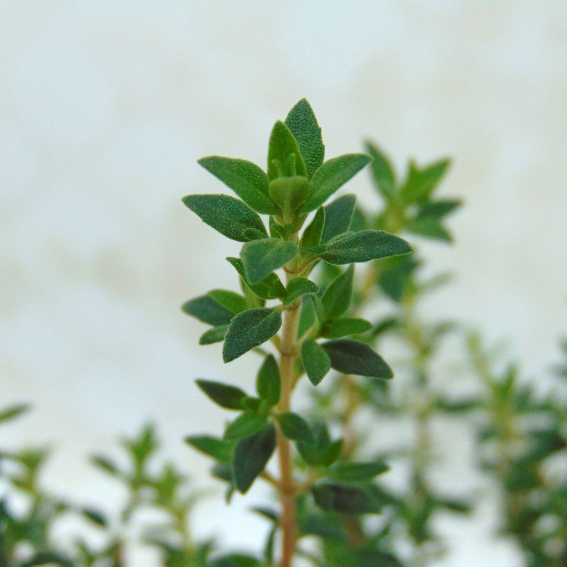 Thymus mastichina - Thym résineux (Foliage)
