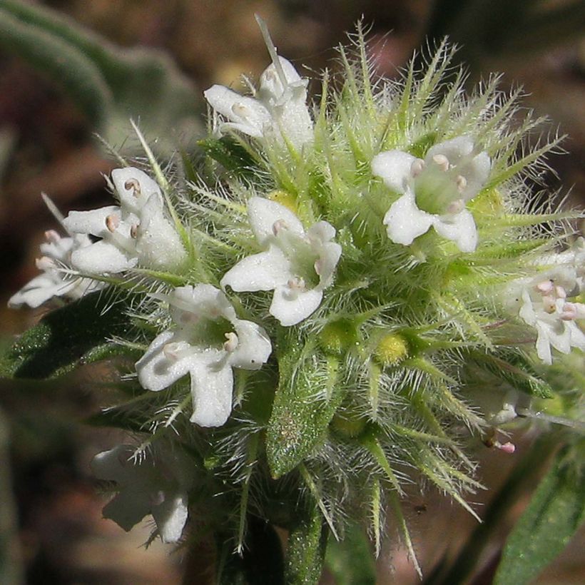 Thymus mastichina - Thym résineux (Flowering)