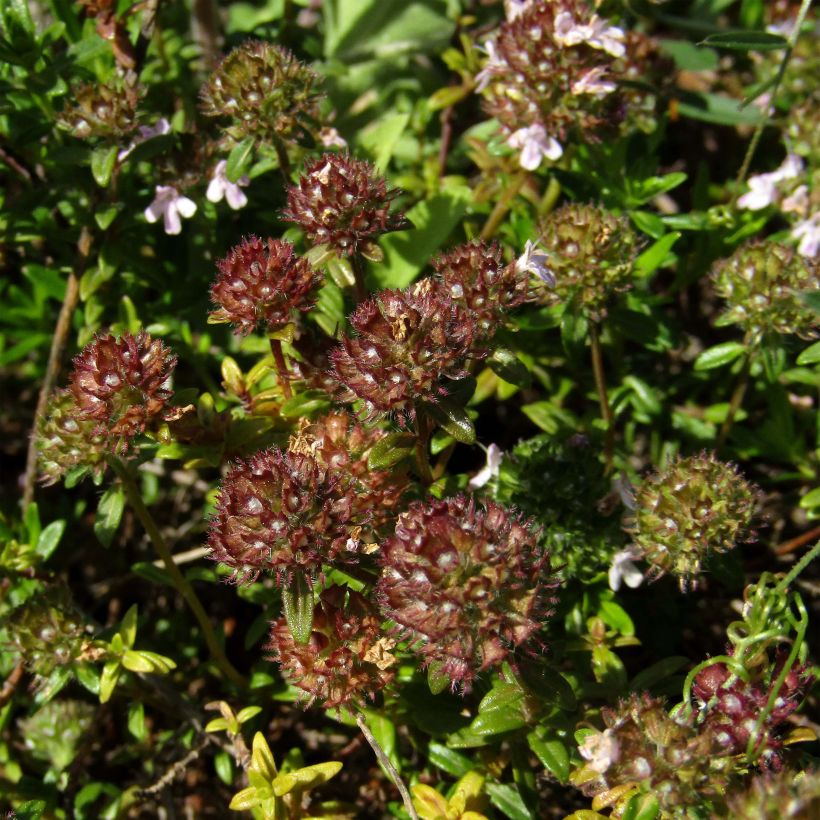 Thymus nitens - Thym luisant (Flowering)