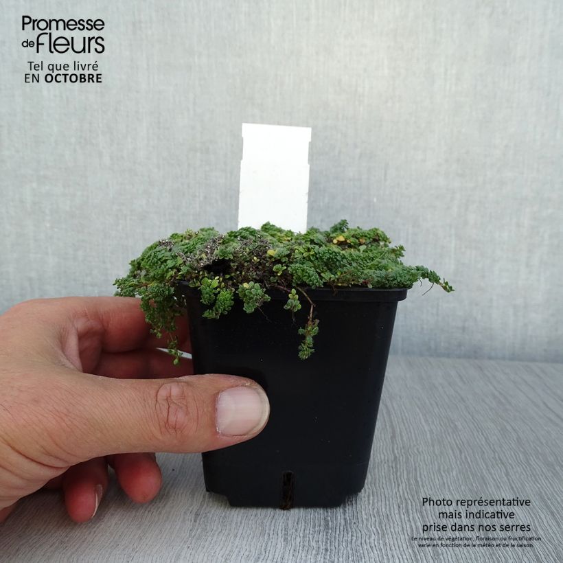 Spécimen de Thymus praecox Minor - Thym précoce Godet de 8/9 cm tel que livré en automne