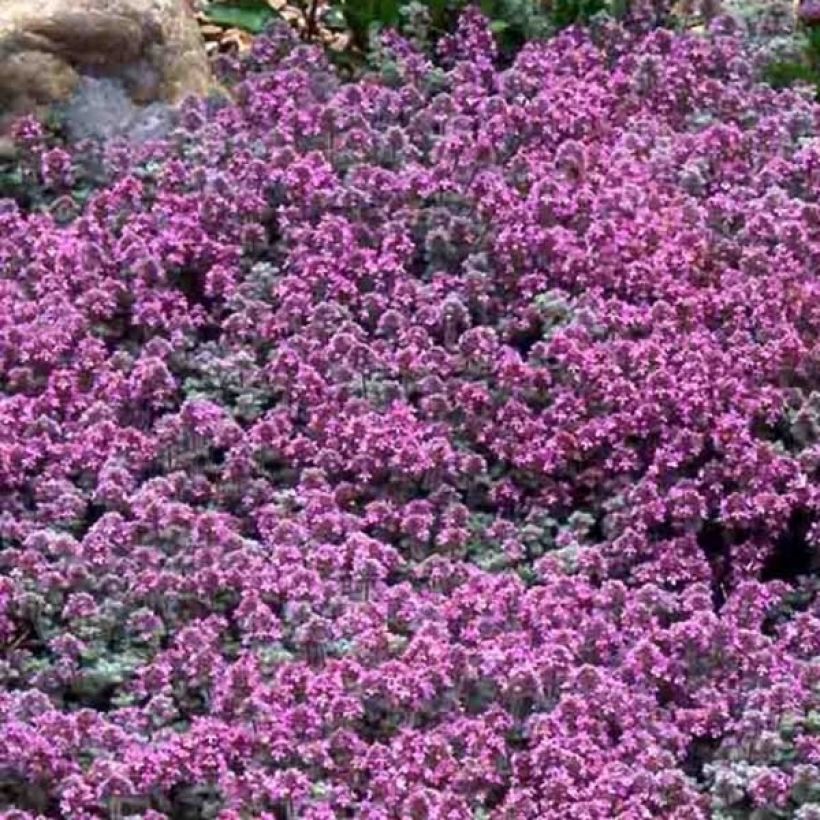 Thym laineux - Thymus pseudolanuginosus (Floraison)