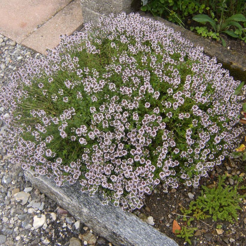 Thym d'hiver, Thymus vulgaris Compactus (Plant habit)