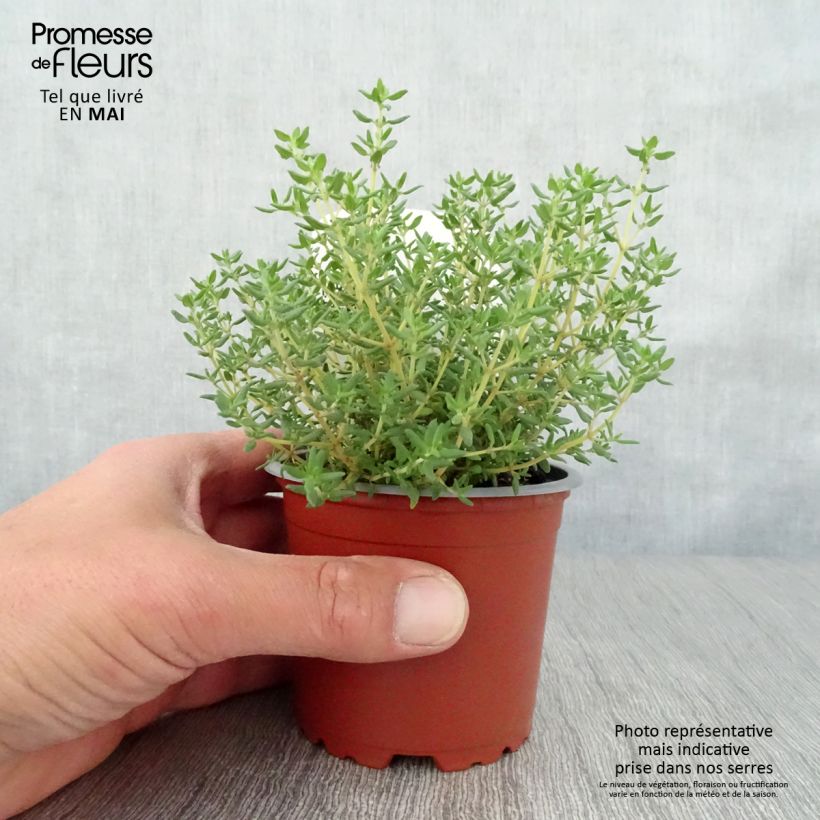 Example of Thymus vulgaris Compactus - Thym commun Compactus BIO Pot de 10 cm/11cm as you get in printemps