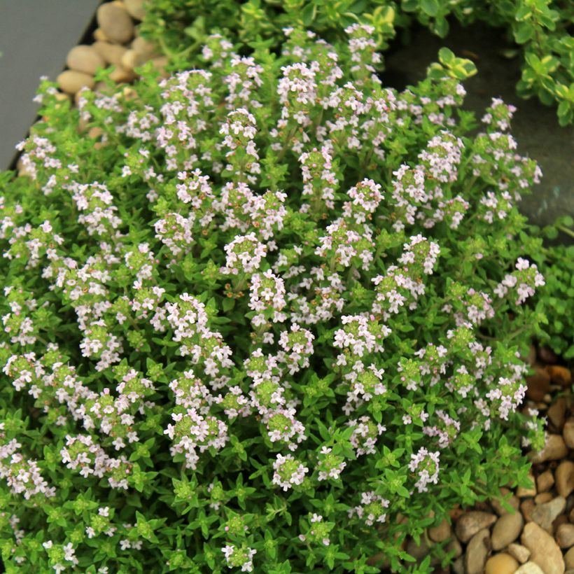 Thymus vulgaris Compactus - Thym commun Compactus BIO (Plant habit)
