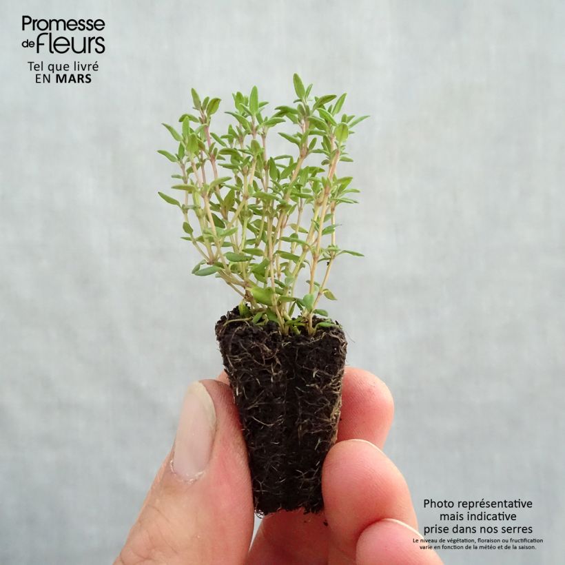 Example of Thymus vulgaris Compactus - Thym commun Compactus BIO Mini-motte Ø 3/4 cm as you get in printemps