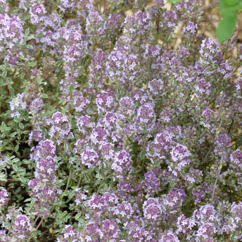 Thymus vulgaris Silver Posie - Thym Silver Posie - Thym argenté (Flowering)