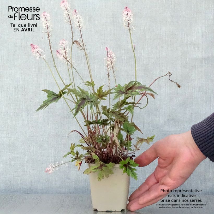 Example of Tiarella Angel Wings - Tiarelle hybride Godet de 8/9 cm as you get in printemps