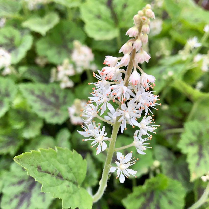 Tiarella Appalachian Trail (Flowering)