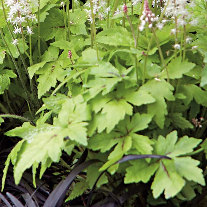 Tiarella Crow Feather - Tiarelle hybride (Foliage)