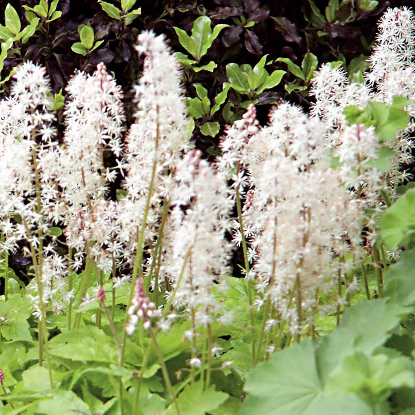 Tiarella Crow Feather - Tiarelle hybride (Flowering)