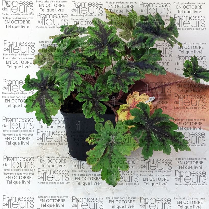 Example of Tiarella Crow Feather - Tiarelle hybride Godet de 8/9 cm as you get