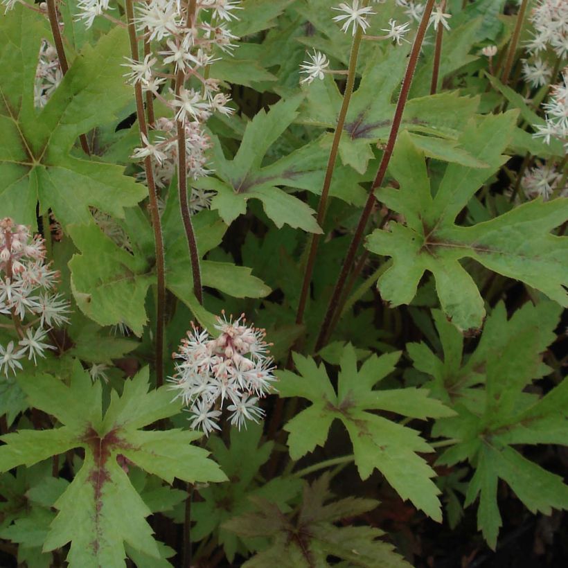 Tiarella Pink Skyrocket - Tiarelle hybride (Foliage)