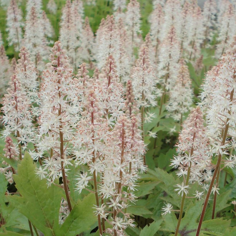 Tiarella Pink Skyrocket - Tiarelle hybride (Flowering)