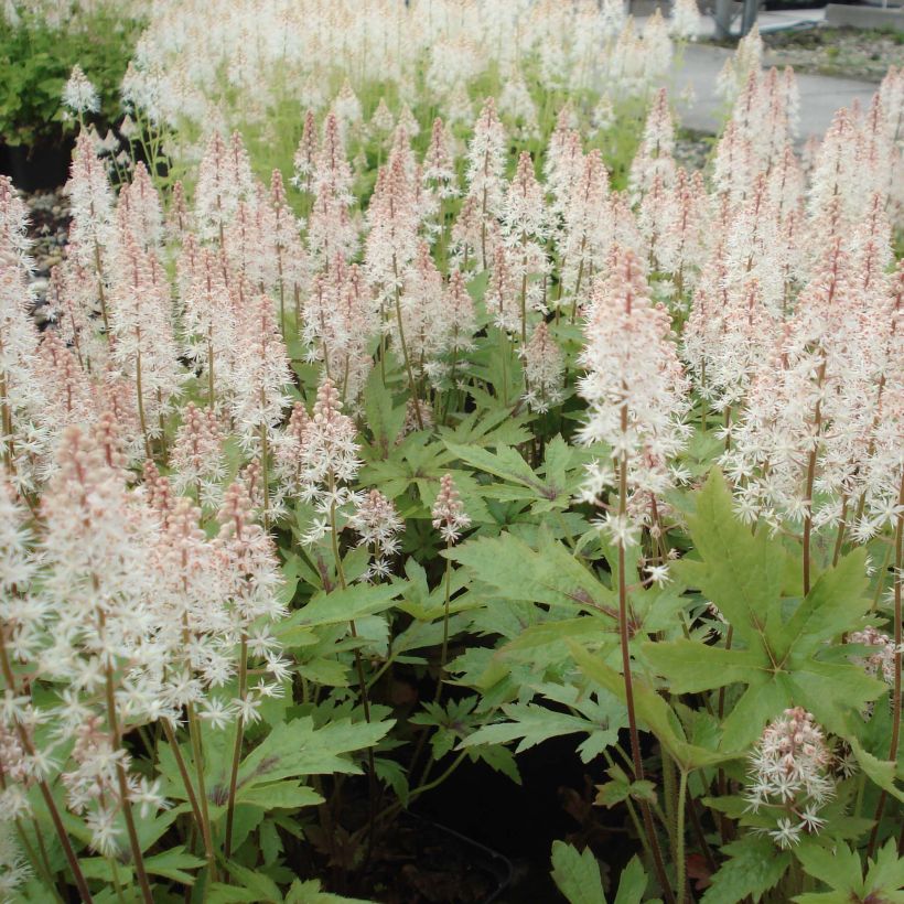 Tiarella Pink Skyrocket - Tiarelle hybride (Plant habit)