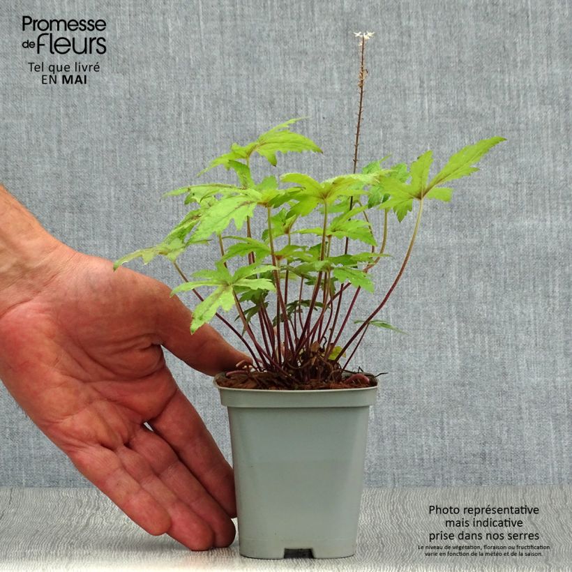 Example of Tiarella Pink Skyrocket - Tiarelle hybride Godet de 8/9 cm as you get in printemps