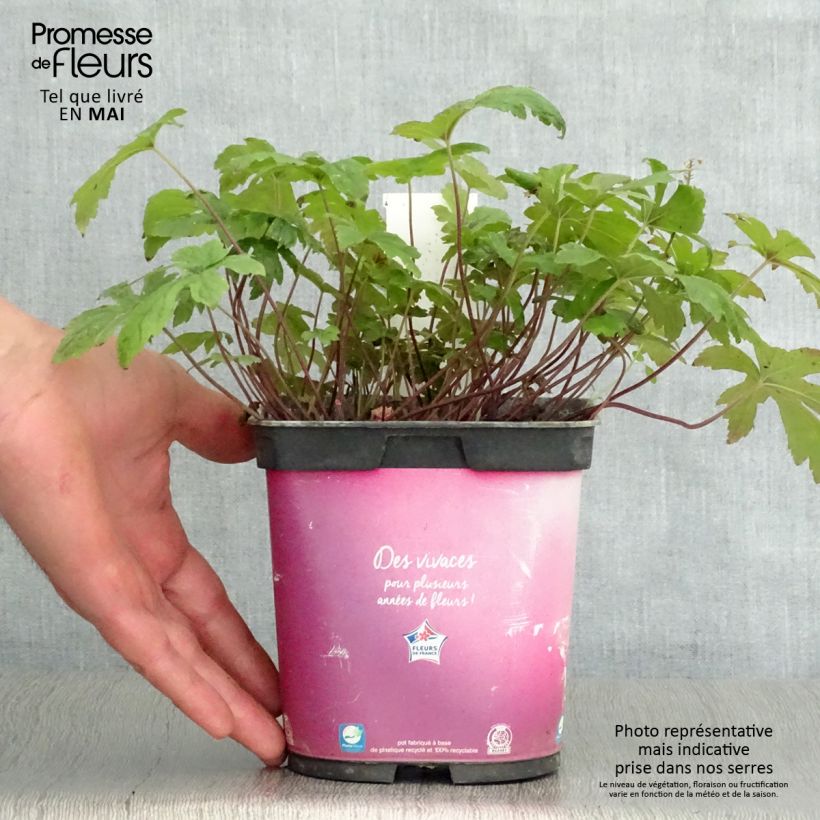 Example of Tiarella Pink Skyrocket - Tiarelle hybride Pot de 2L/3L as you get in printemps