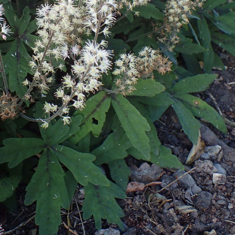 Tiarelle - Tiarella Spring Symphony (Foliage)