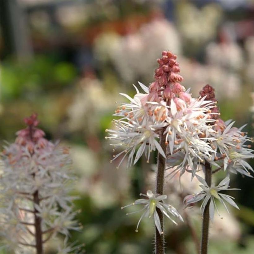 Tiarelle - Tiarella Spring Symphony (Flowering)
