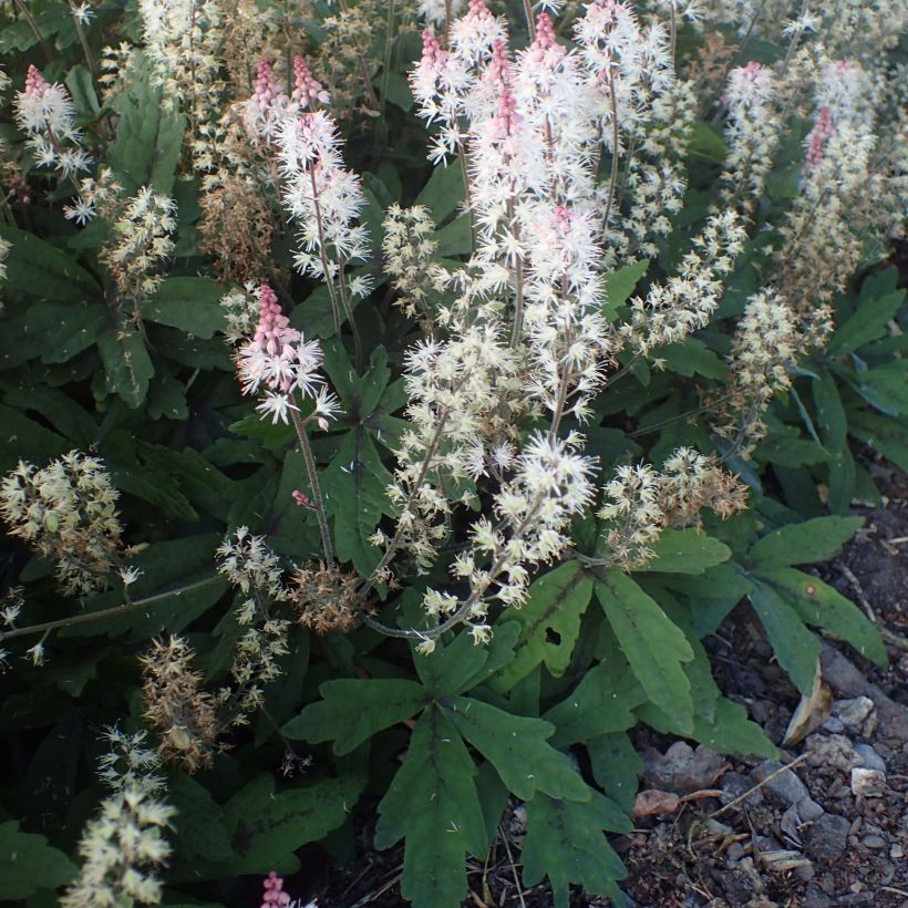 Tiarelle - Tiarella Spring Symphony (Plant habit)