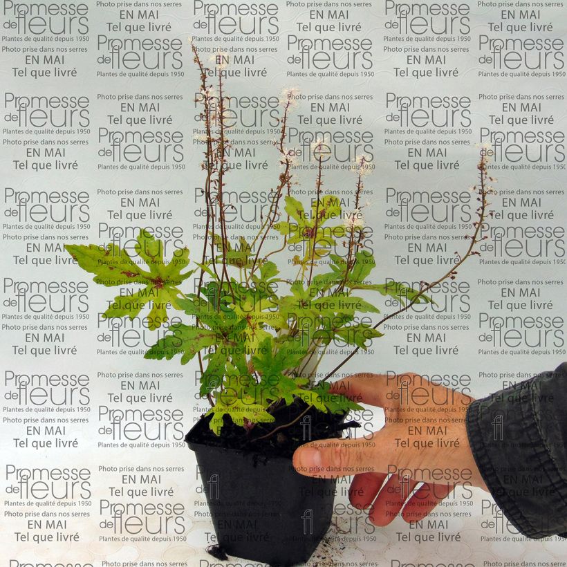 Exemple de spécimen de Tiarelle - Tiarella Arpeggio Godet de 8/9 cm tel que livré