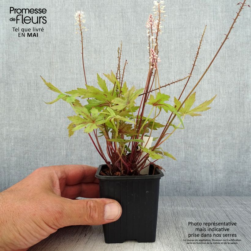 Example of Tiarelle - Tiarella Morning Star Godet de 8/9 cm as you get in printemps