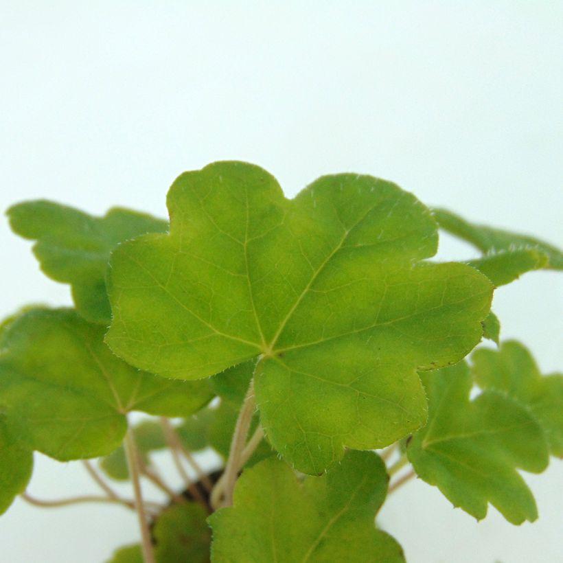 Tiarelle - Tiarella Morning Star (Foliage)