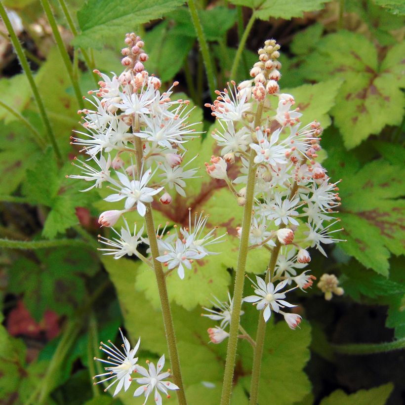 Tiarelle - Tiarella Running Tiger (Flowering)