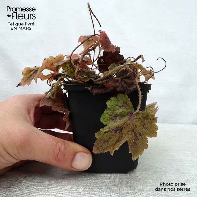 Example of Tiarelle - Tiarella Running Tiger Godet de 8/9 cm as you get in printemps
