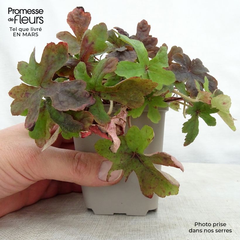 Example of Tiarelle - Tiarella Spring Symphony Godet de 8/9 cm as you get in printemps