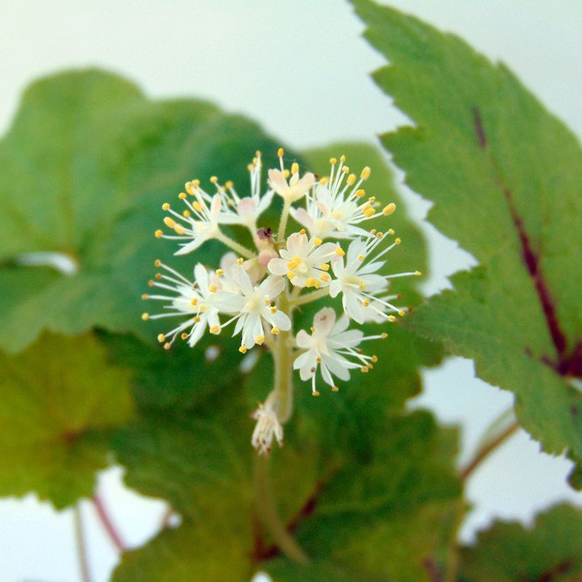 Tiarelle - Tiarella Tiger Stripe (Flowering)