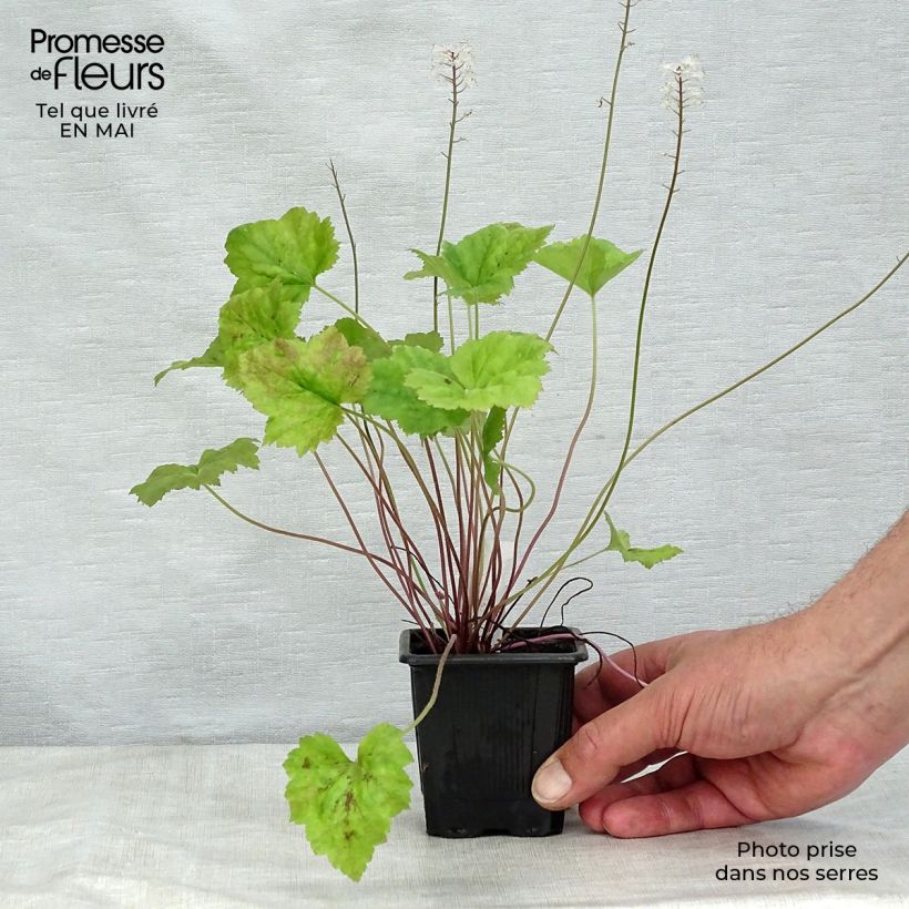 Example of Tiarelle - Tiarella Tiger Stripe Godet de 8/9 cm as you get in printemps