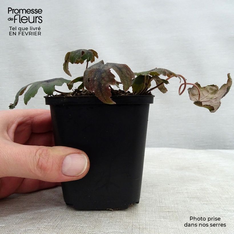 Example of Tiarelle - Tiarella cordifolia Mint Chocolate Godet de 8/9 cm as you get in hiver