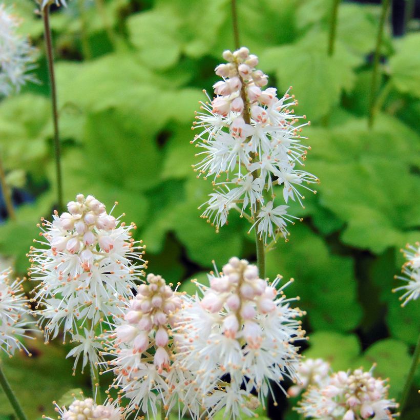 Tiarelle - Tiarella cordifolia Moorgrun (Floraison)