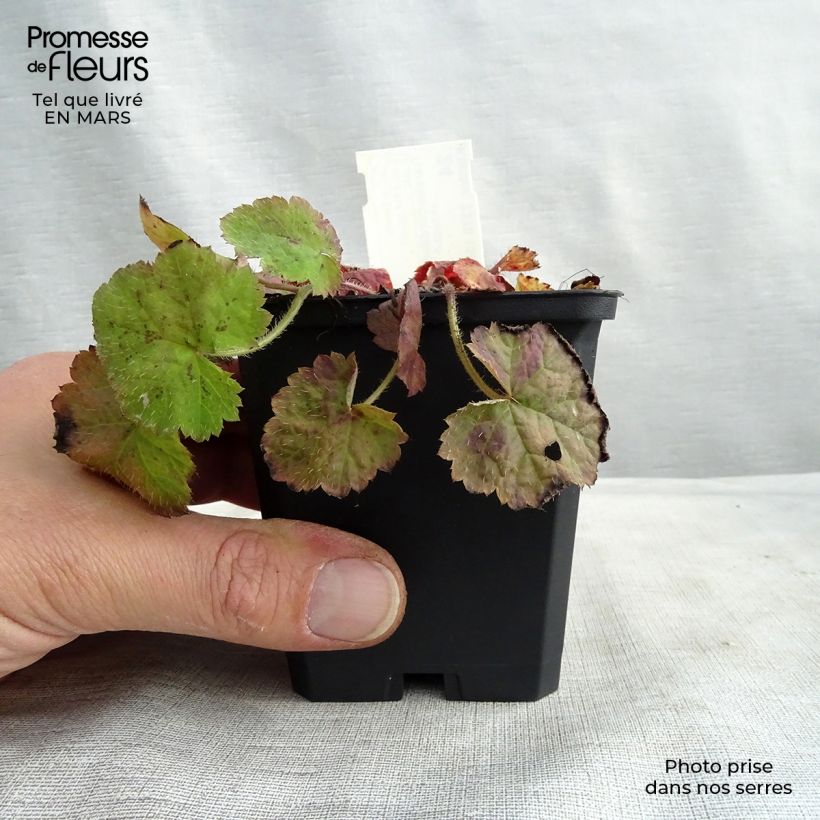 Example of Tiarelle - Tiarella cordifolia Godet de 8/9 cm as you get in printemps