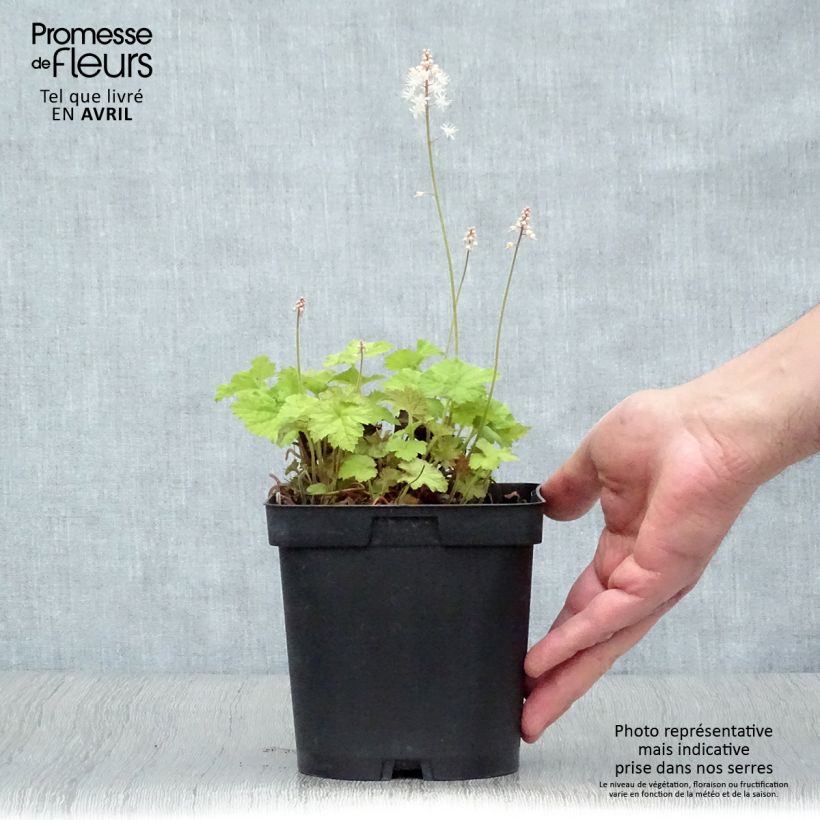 Example of Tiarelle - Tiarella cordifolia Pot de 2L/3L as you get in printemps