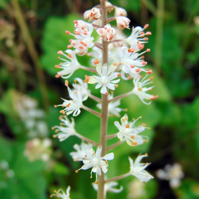 Tiarelle - Tiarella wherryi (Flowering)
