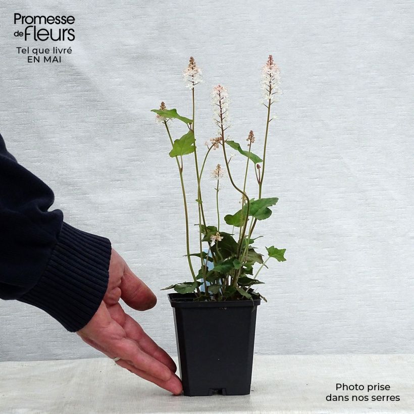 Example of Tiarelle - Tiarella wherryi Godet de 8/9 cm as you get in printemps