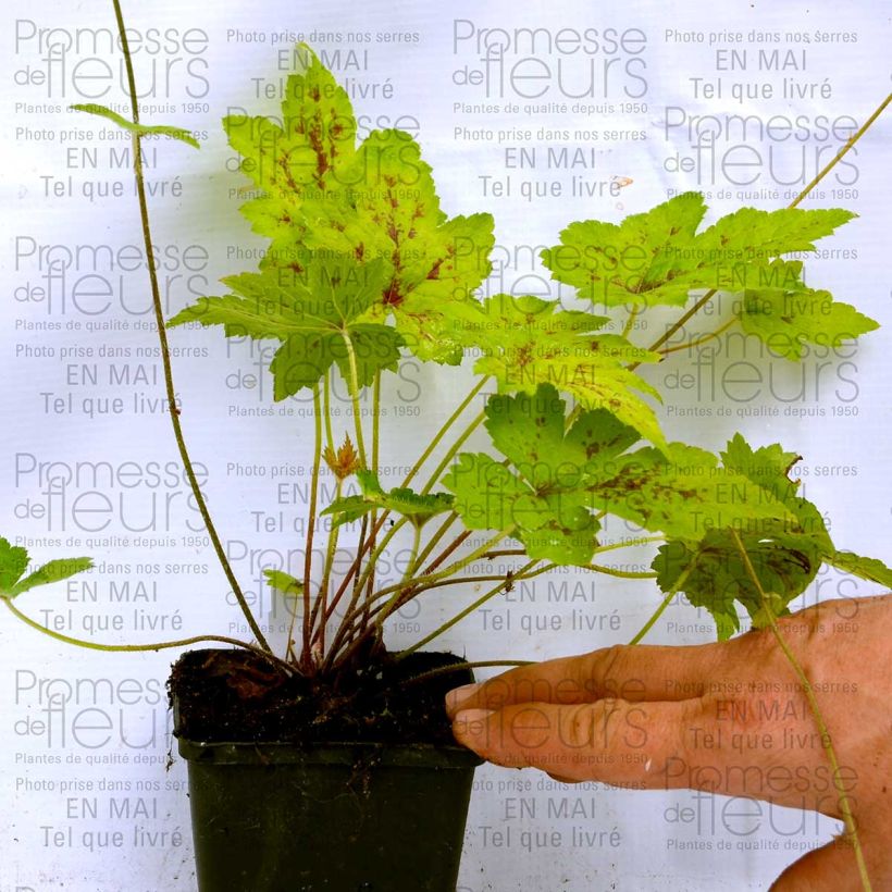 Exemple de spécimen de Tiarelle Hybride - Tiarella Ninja Godet de 8/9 cm tel que livré