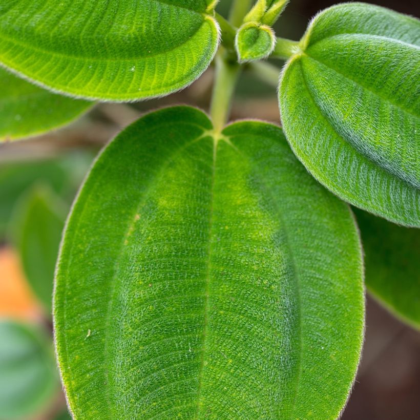 Tibouchina semidecandra - Lasiandra (Foliage)
