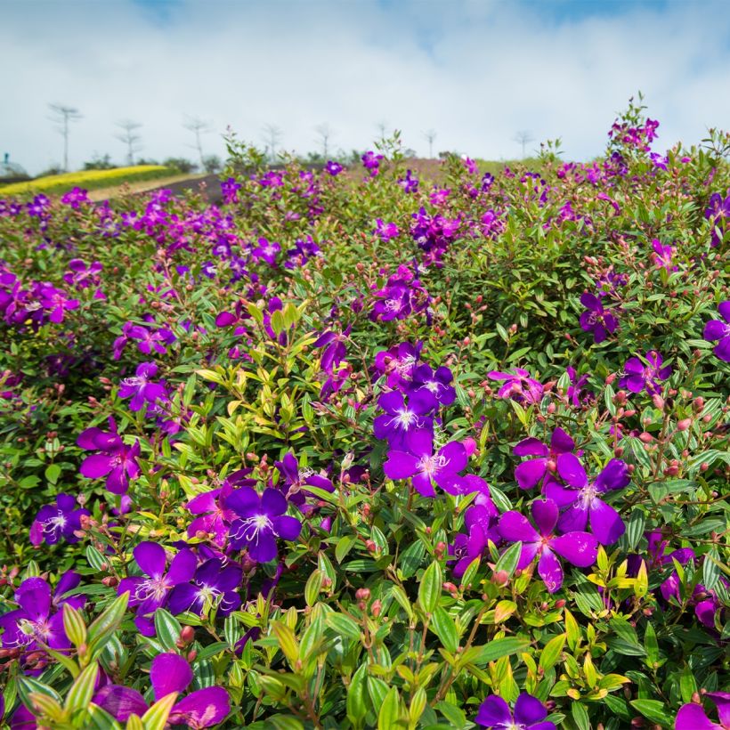 Tibouchina semidecandra - Lasiandra (Plant habit)