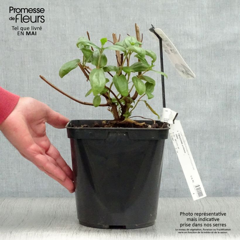 Example of Tibouchina urvilleana - Tibouchine d'Urville Pot de 4L/5L as you get in printemps