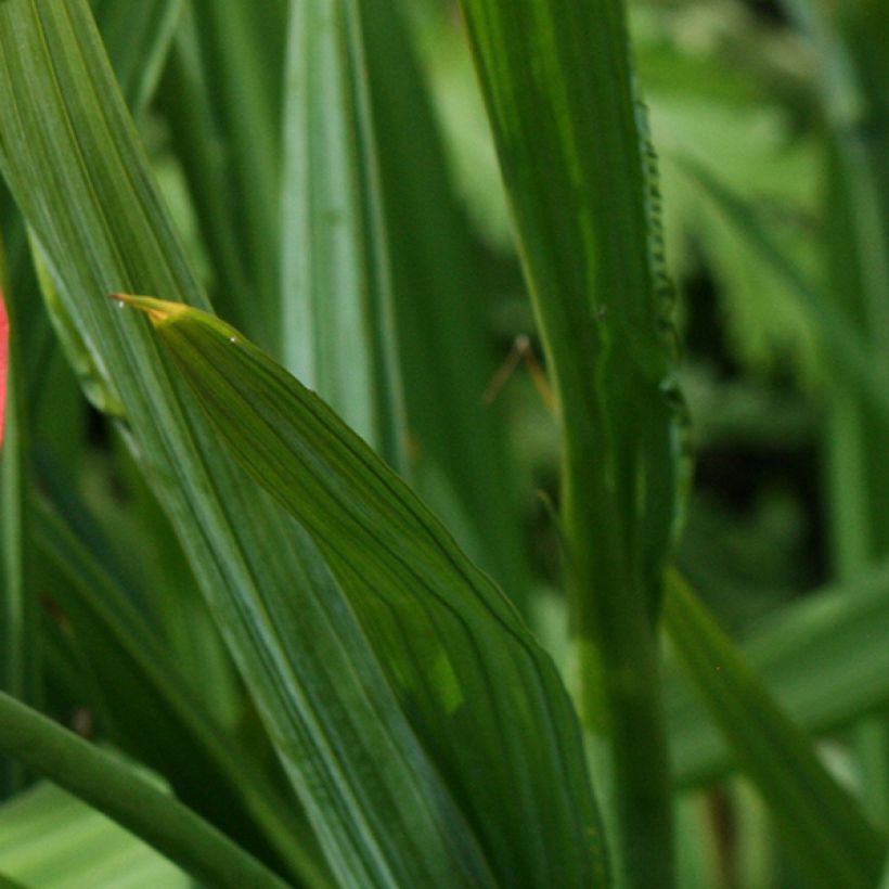 Tigridia pavonia Speciosa - Oeil de Paon (Foliage)
