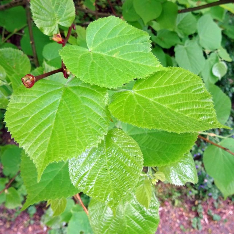 Tilia cordata - Tilleul à petites feuilles (Foliage)