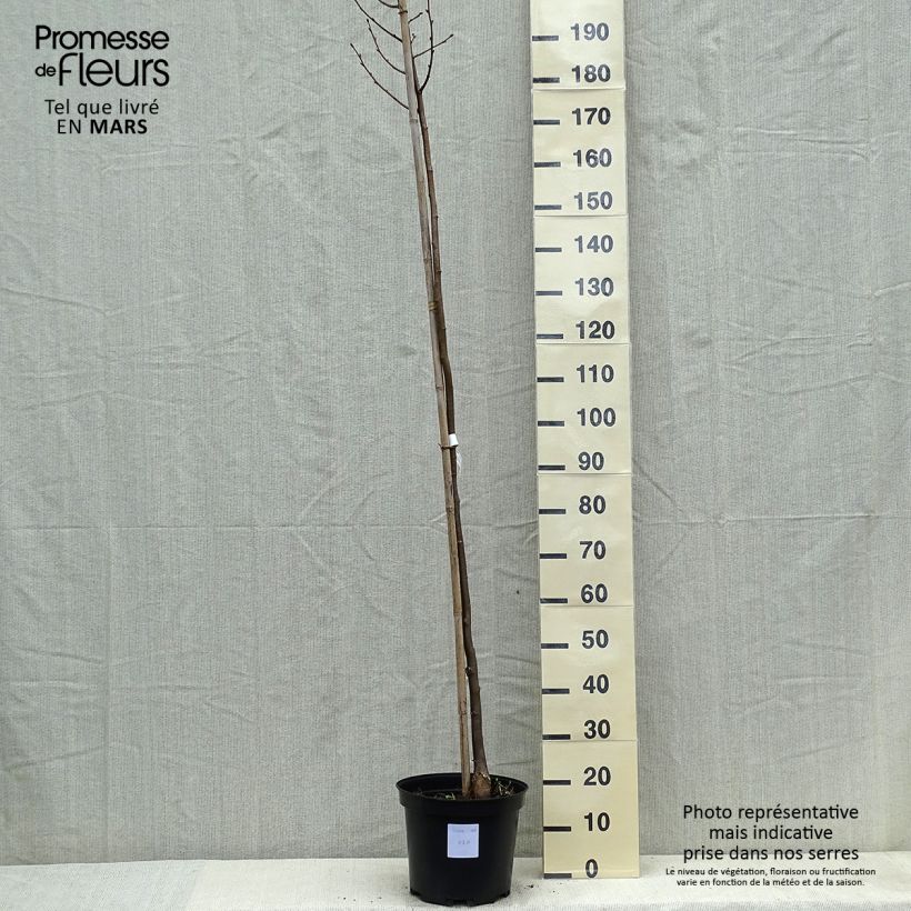 Example of Tilia cordata Greenspire - Tilleul à petites feuilles Pot de 7,5L/10L as you get in printemps