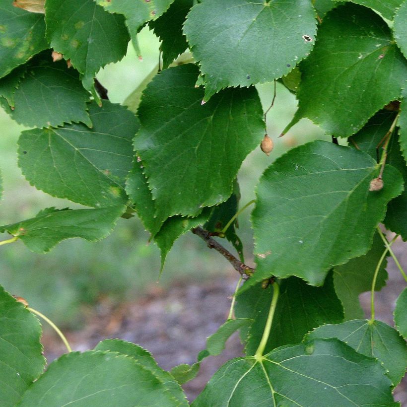 Tilia cordata Greenspire - Tilleul à petites feuilles (Foliage)