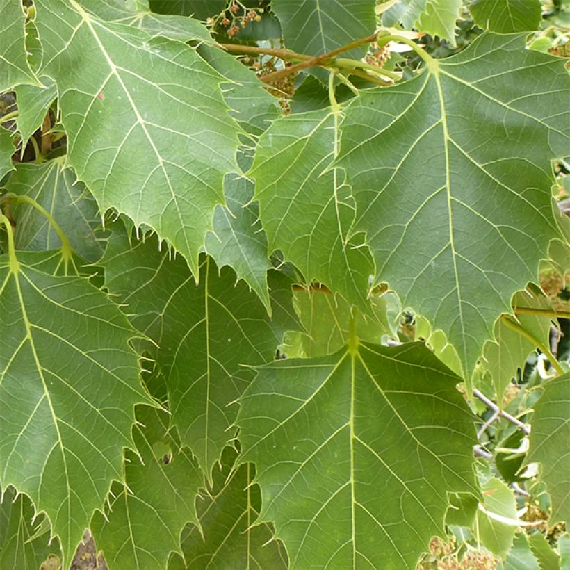 Tilleul de Henry - Tilia henryana (Foliage)