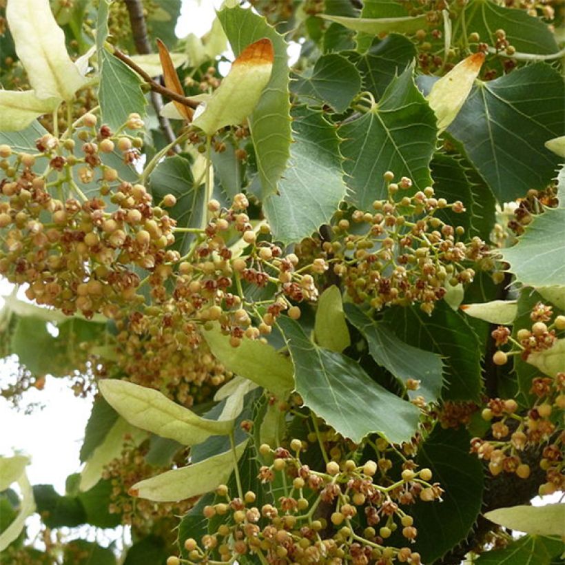 Tilleul de Henry - Tilia henryana (Flowering)