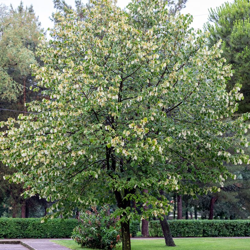 Tilleul argenté - Tilia tomentosa (Plant habit)